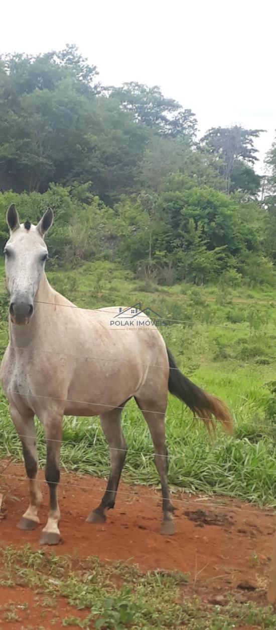 fazenda-venda-vila-costina-pains-mg-30-ha-943686