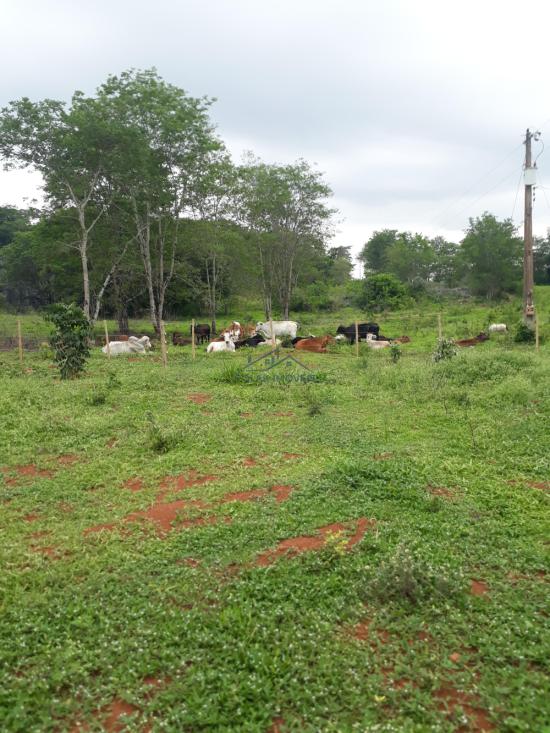 fazenda-venda-vila-costina-pains-mg-30-ha-943687