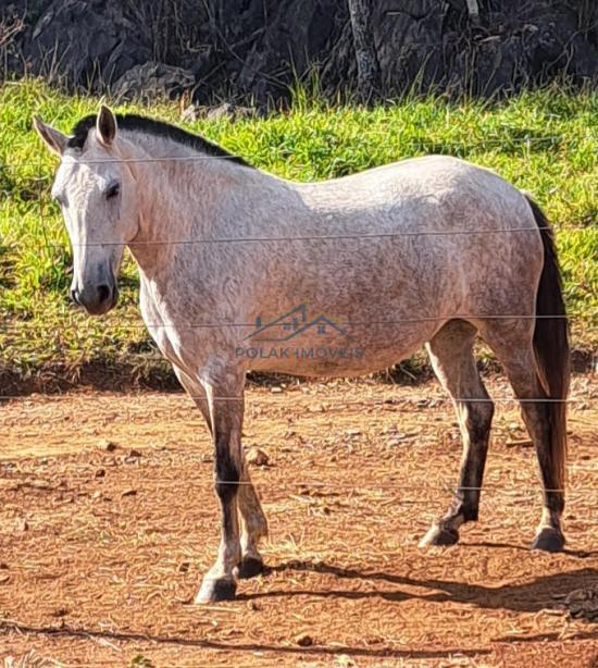 fazenda-venda-vila-costina-pains-mg-30-ha-943697