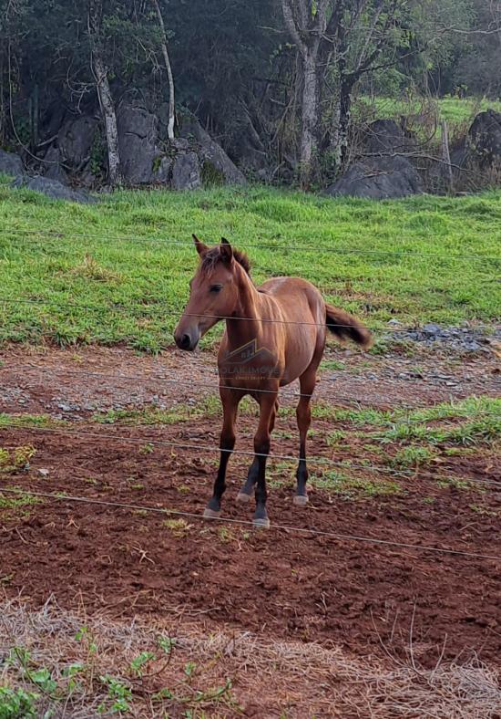 fazenda-venda-vila-costina-pains-mg-30-ha-943699