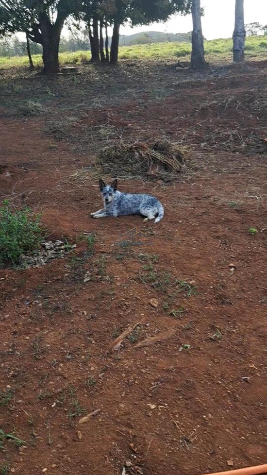 fazenda-venda-vila-costina-pains-mg-30-ha-943701