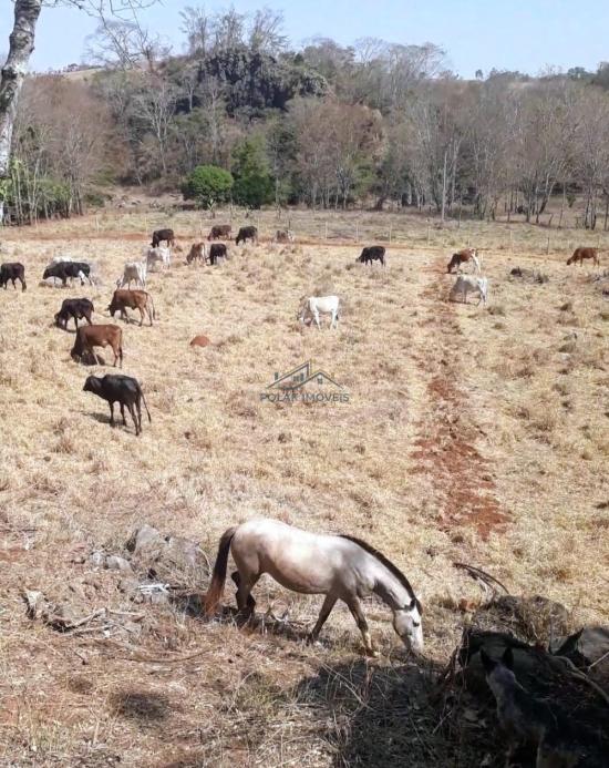 fazenda-venda-vila-costina-pains-mg-30-ha-943702