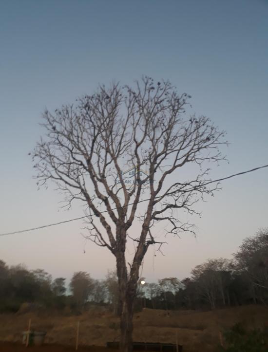 fazenda-venda-vila-costina-pains-mg-30-ha-943703