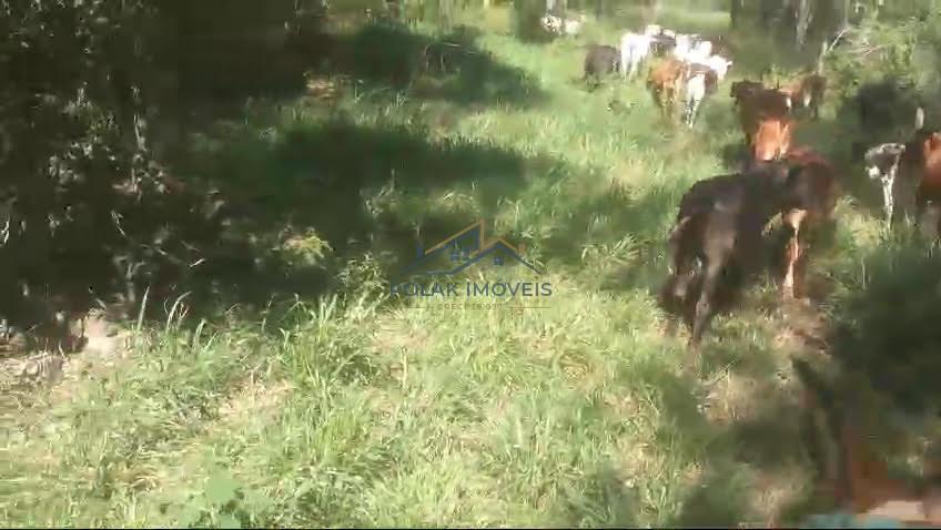 fazenda-venda-vila-costina-pains-mg-30-ha-943690