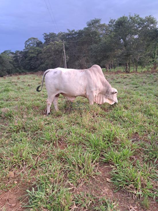 fazenda-venda-vila-costina-pains-mg-30-ha-943691