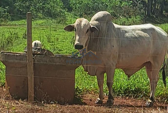 fazenda-venda-vila-costina-pains-mg-30-ha-943692