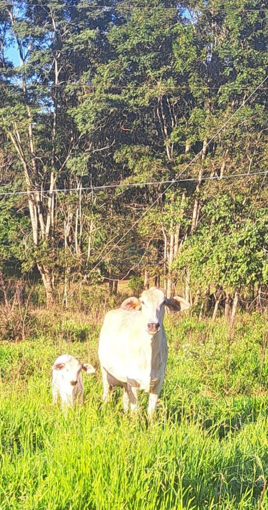 fazenda-venda-vila-costina-pains-mg-30-ha-943695